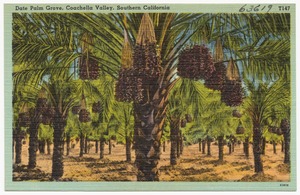 Date Palm Grove, Coachella Valley, Southern California