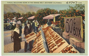 Typical Boulevard Scene in the Orange Belt, Southern California
