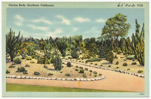 Cactus Beds, Southern California