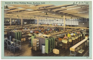 Interior of Citrus Packing House, Southern Calif.