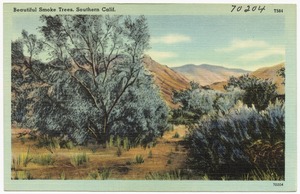 Beautiful Smoke Trees, Southern Calif.