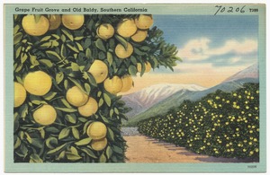 Grape Fruit Grove and Old Baldy, Southern California