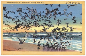 Dinner-time for the sea gulls, Asbury Park, N. J.