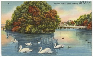 Swans, Sunset Lake, Asbury Park, N. J.