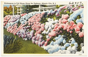 Hydrangeas in full bloom along the parkway, Atlantic City, N. J.