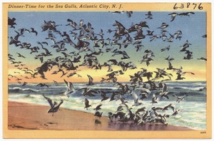 Dinner-time for the sea gulls, Atlantic City, N. J.