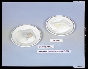 Thermostabilized eggs. Untreated. Treated