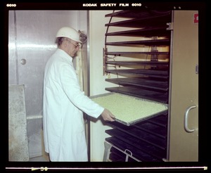 Food lab, freeze drying compressed peas