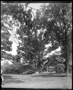Buttonwood tree near Miss. Willmer[?]
