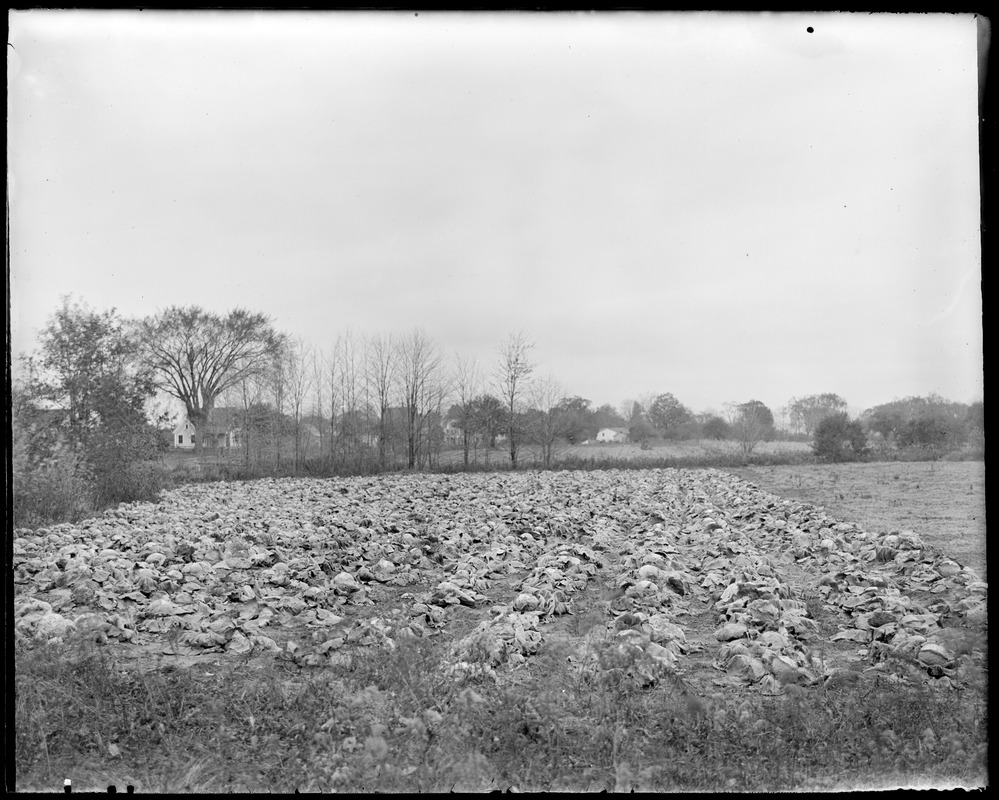 Cabbage field, Kemptons