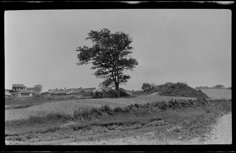 Large tree with low buildings behind it