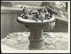 Sparrows and pigeons using the drinking fountain near Park street.