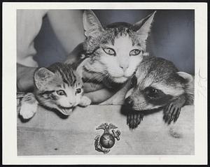 This Little Raccoon Jointed the Marines - When a Marine drill instructor at Parris Island, N. C., found Gismo (right), a baby raccoon, wise-eyed Nippy the cat (center) was persuaded to give him a foster home for the duration. Beaming little Gizfoo, his kit-sister at the left, obviously offered no objection. The three occupy an orange crate in a battalion mess hall.