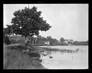 A tree by a body of water, houses in the background