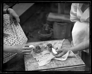 Two baby animals being bottle fed