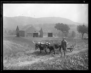 Oxen - N.H. Farm scene