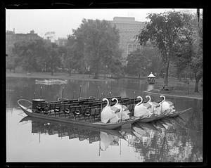 Swan Boats at Public Garden