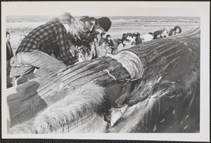 Whale carcass