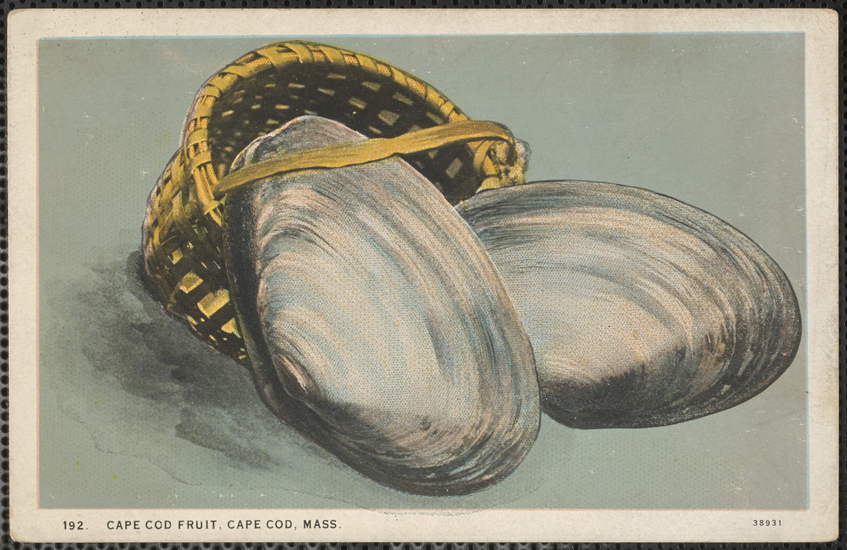 Clams ("Cape Cod fruit") Digital Commonwealth
