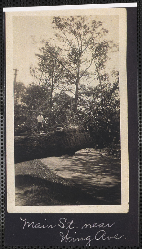 Damage from the gale of August 1924, Main Street, near Wing Ave., South Yarmouth, Mass.