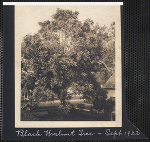 Black walnut tree on Stephen Wing Homestead, South Yarmouth, Mass.