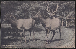 Elks at Aberdeen Hall on Great Island