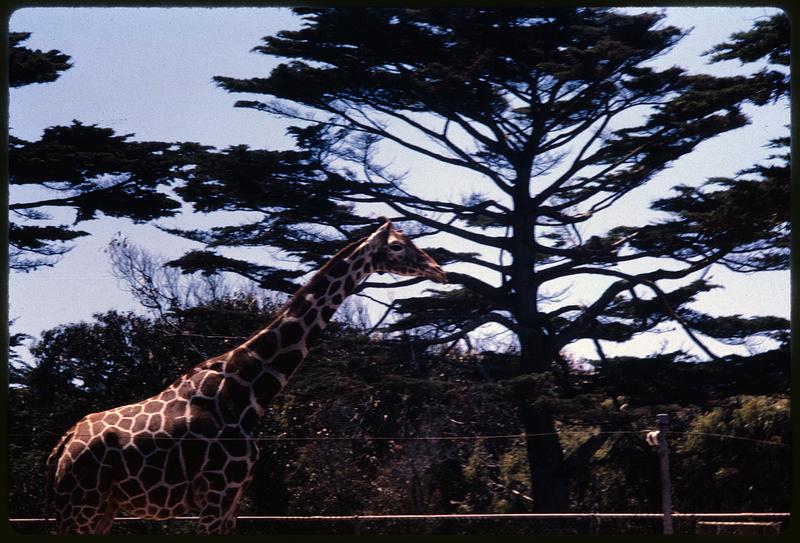 Giraffe standing by tree, San Francisco Zoo