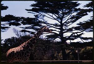 Giraffe standing by tree, San Francisco Zoo