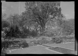 North slope in Mrs. G. G. Whitney's rock garden