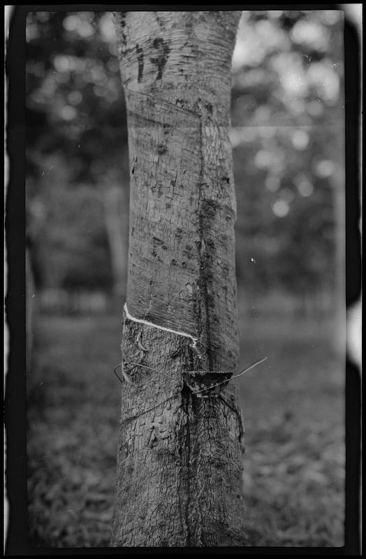 Rubber trees near Hong Kong