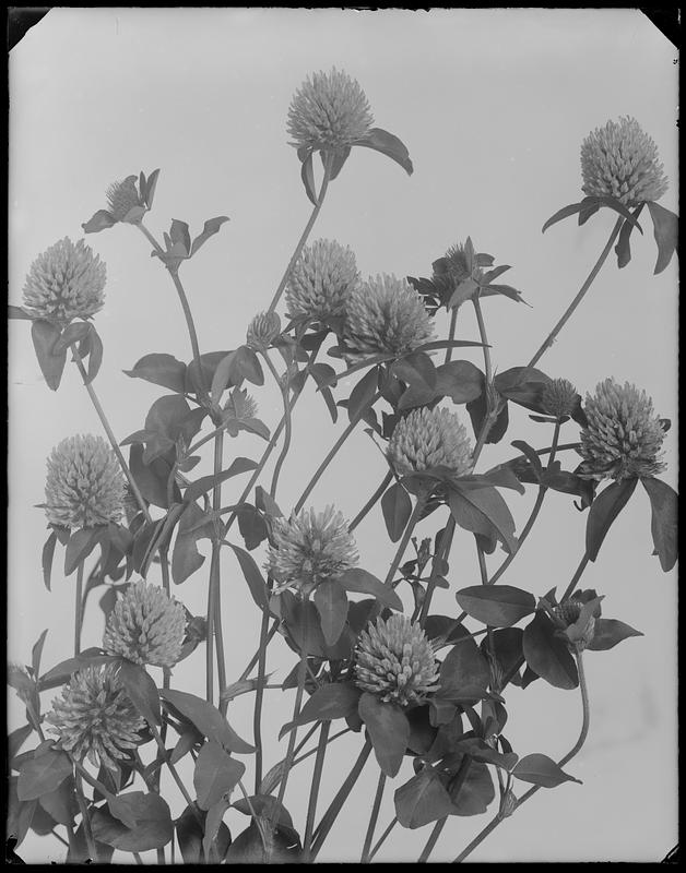 Trifolium