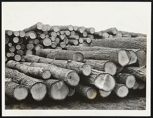 Post-Hurricane Work At Concord. One of the nine districts of Netsa, the government's hurricane salvage organization in Massachusetts, has sponsored the contract delivery of these logs at Concord. Most of the marketable timber is white pine.