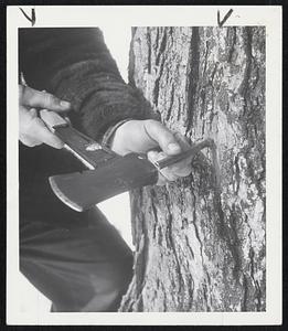 Maple Syrup