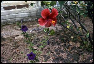 Red and purple flowers