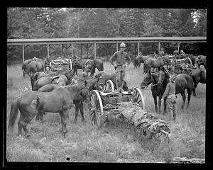 Horses being taken care of by soldiers