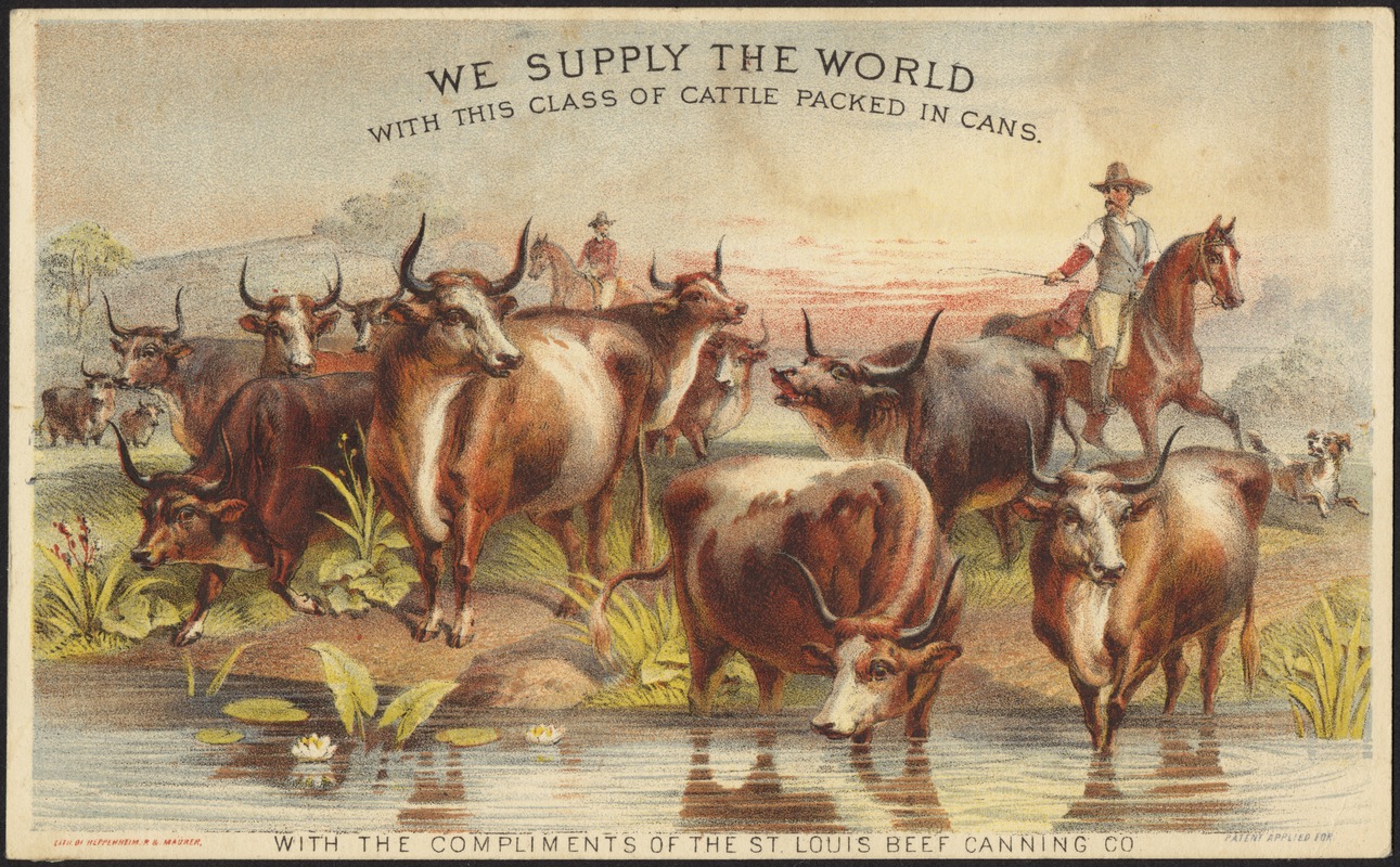 We supply the world with this class of cattle packed in cans.