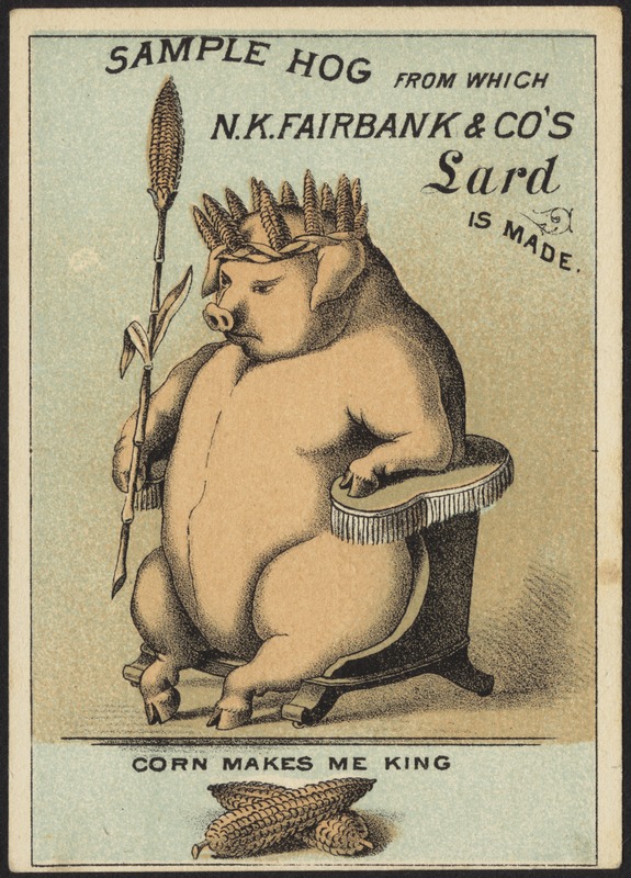 Sample hog from which N. K. Fairbank & Co's lard is made. Corn makes me king
