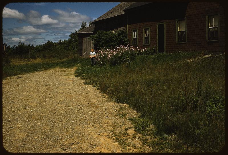 Boy & flowers, Maine