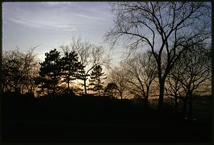 View of trees at dusk