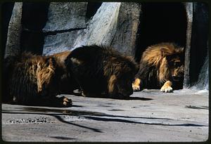 Three lions