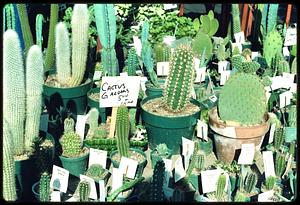 Cacti labeled for sale