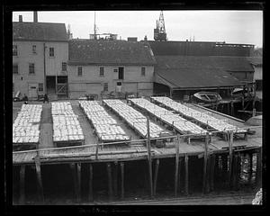 Drying fish at Gloucester