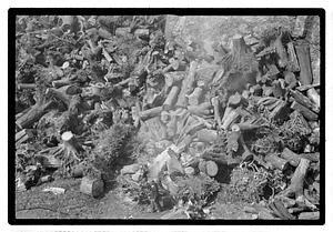 Tree stumps in a pile