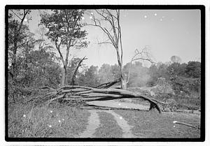 Damaged tree