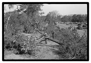 Uprooted tree