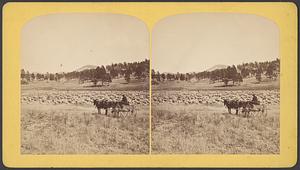 3000 sheep in mts.
