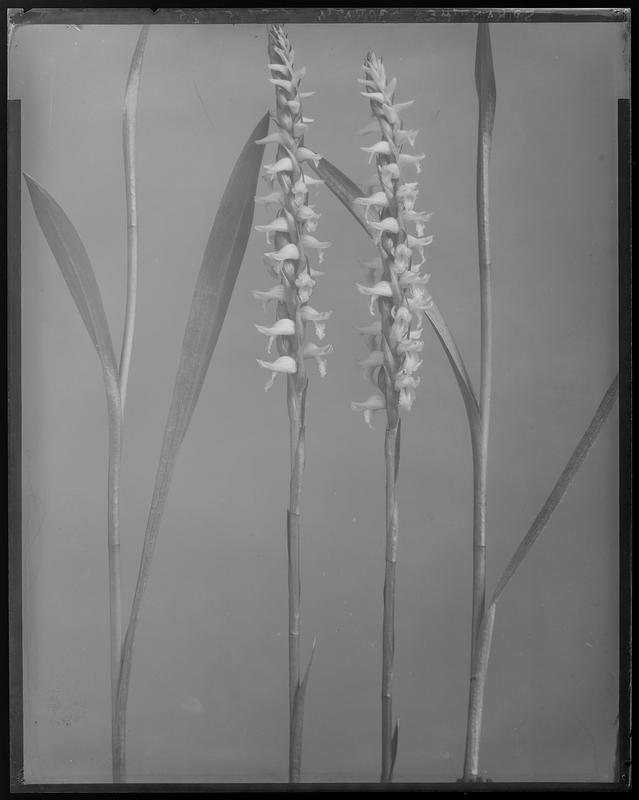 Spiranthes odorata