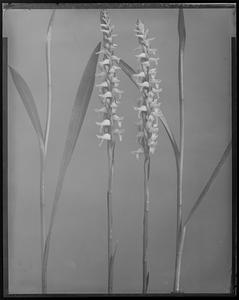 Spiranthes odorata