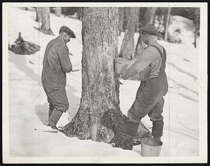 There's still snow on the ground at Bryant Pond, Me. - but spring can't be far behind - the sap's running in the sugar maples. Frank Davis (left) and his son, Elis, are shown tapping a tree to start the annual maple sugar season.