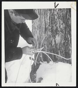 Maple Syrup